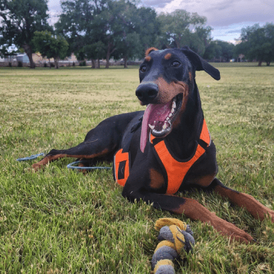 PET WASTE REMOVAL